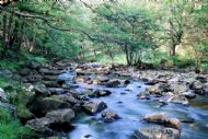 Summer Stream